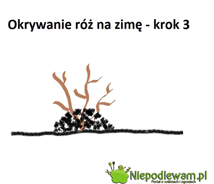 Przed mrozem róże krzaczaste najlepiej chroni kopiec ze zwykłej ziemi ogrodowej. Fot. Niepodlewam