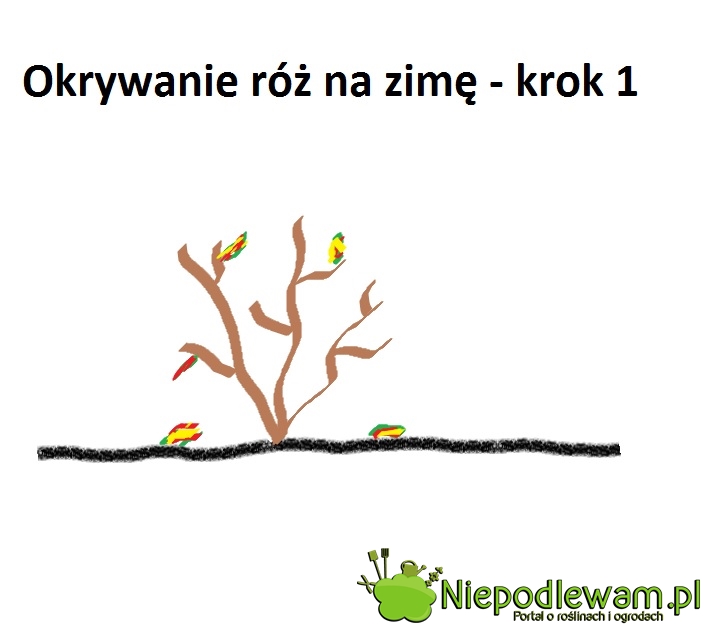 Opadłe liście róż oraz te na krzaku trzeba usunąć. Zimują na nich grzyby wywołujące choroby róż. Fot. Niepodlewam