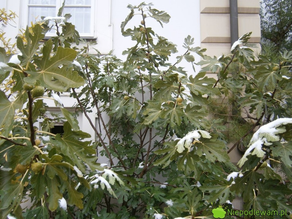 Figa jadalna zimą - ta rośnie przed Muzeum Ogrodu Botanicznego Uniwersytetu Jagiellońskiego w Krakowie. Fot. Niepodlewam