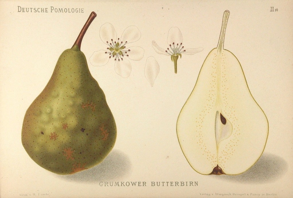 Grusza Grumkowska – rysunek z książki „Deutsche Pomologie” Wilhelma Lauche z 1882-1883, ze zborów biblioteki Wageningen UR. W Polsce jest też znana jako Kalebasa oraz Kalebasa Płocka.