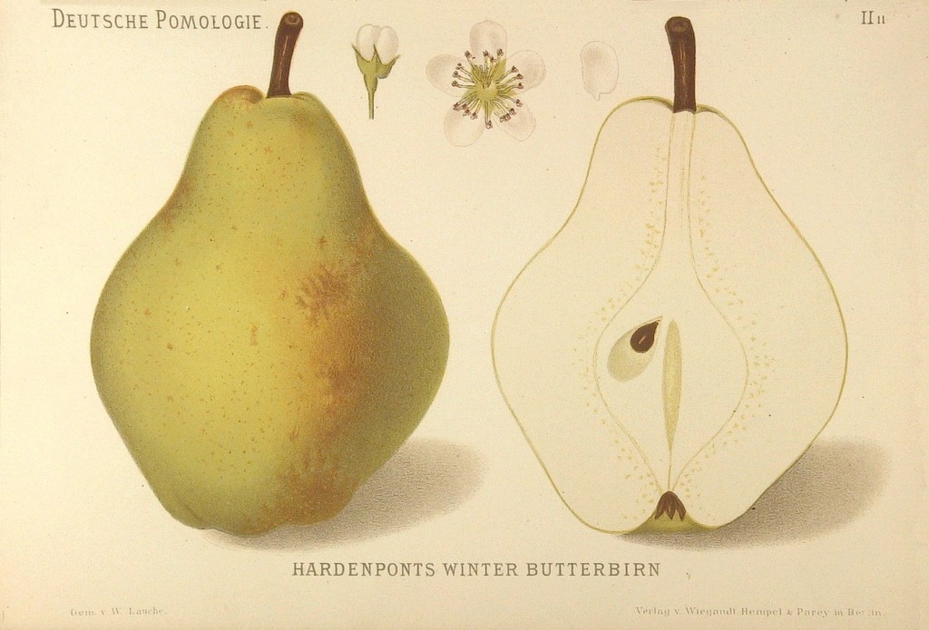 Grusza Hardenpont Zimowa – rysunek z książki „Deutsche Pomologie” Wilhelma Lauche z 1882-1883, ze zborów biblioteki Wageningen UR.