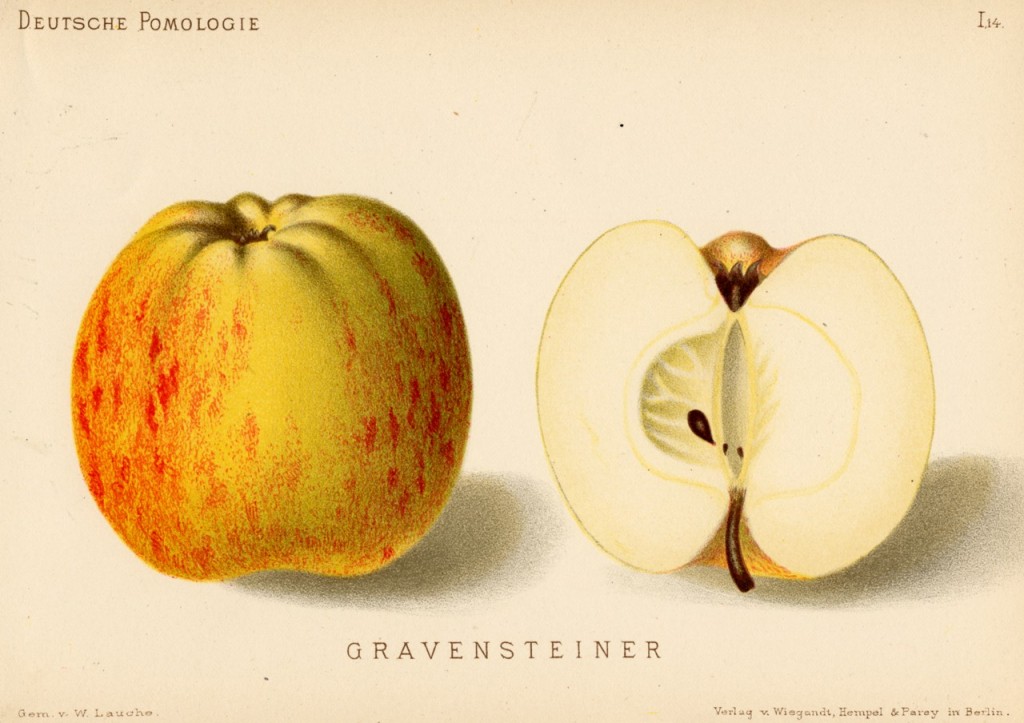 Jabłoń Grafsztynek Prawdziwy – rysunek z książki „Deutsche Pomologie” Wilhelma Lauche z 1882-1883, ze zborów biblioteki Wageningen UR.
