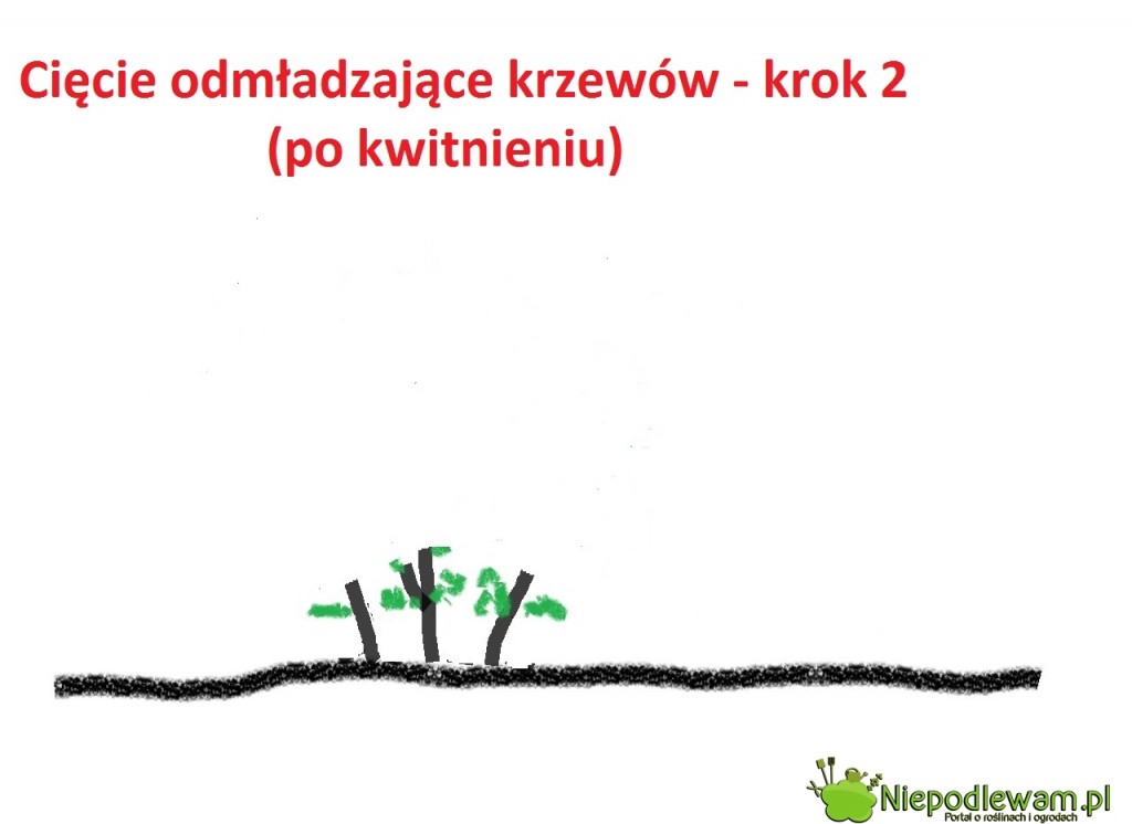 PO KWITNIENIU: krzew ścina się na jeżą, na wysokość . Rys. Niepodlewam