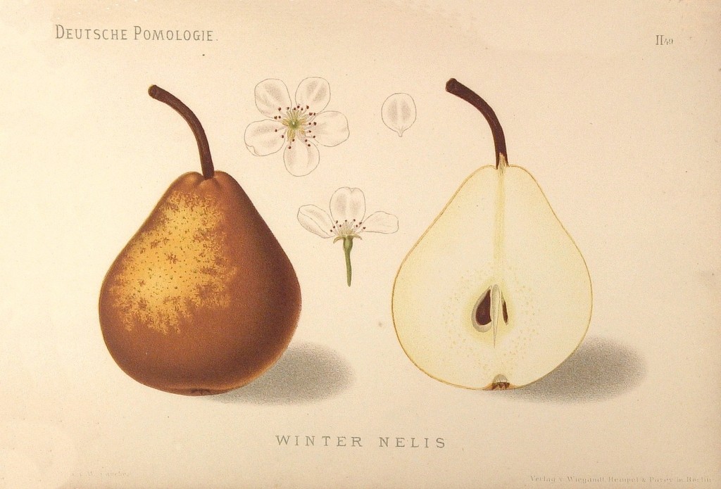 Grusza Nelis Zimowa – rysunek z książki „Deutsche Pomologie” Wilhelma Lauche z 1882-1883, ze zborów biblioteki Wageningen UR.