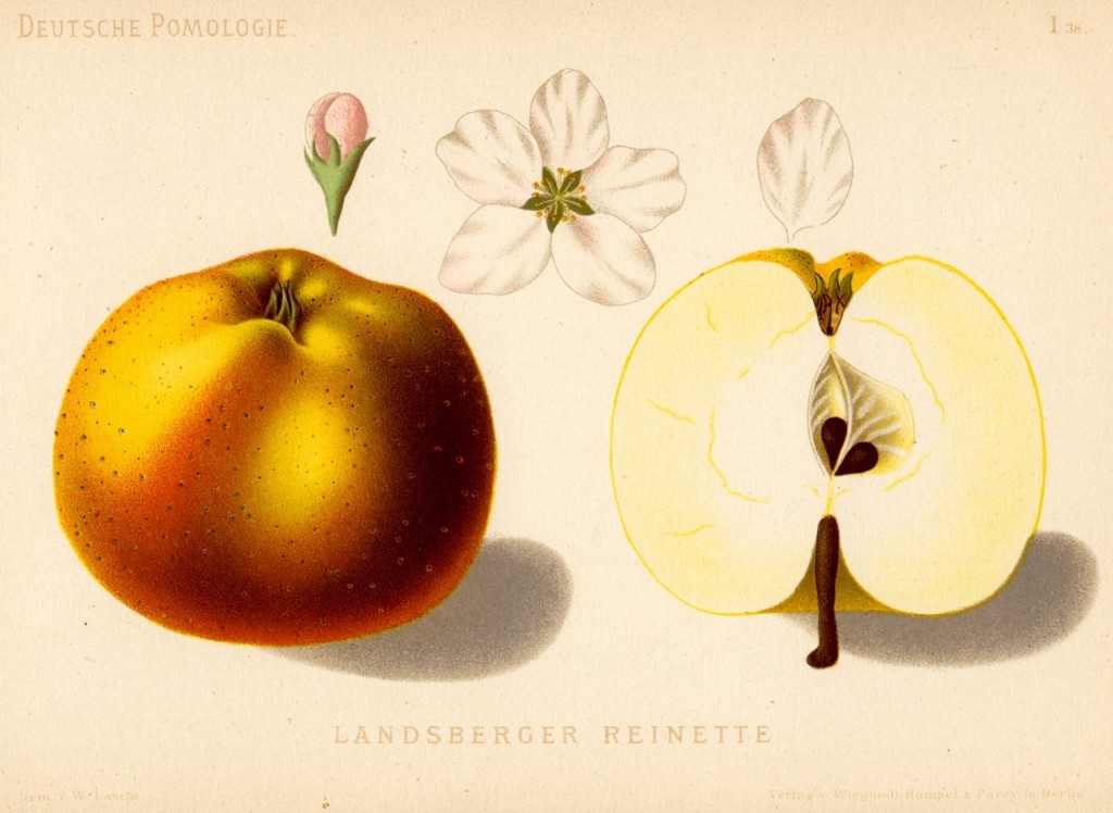 Jabłoń Reneta Landsberska – rysunek z książki „Deutsche Pomologie” Wilhelma Lauche z 1882-1883, ze zborów biblioteki Wageningen UR. W Polsce jest znana także jako Reneta Gorzowska, bo pochodzi z miasta Gorzów Wielkopolski.