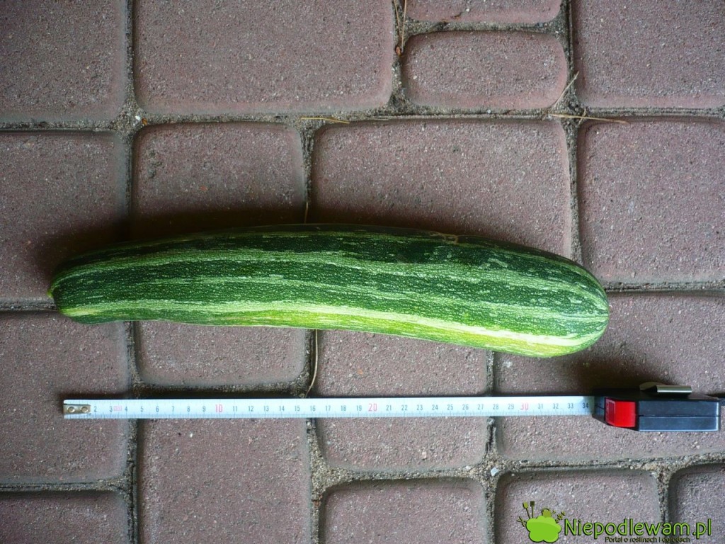 Cukinia Lajkonik to polska odmiana. Owoce mają zwykle po około 35 cm długości, ale często są większe. Fot. Niepodlewam