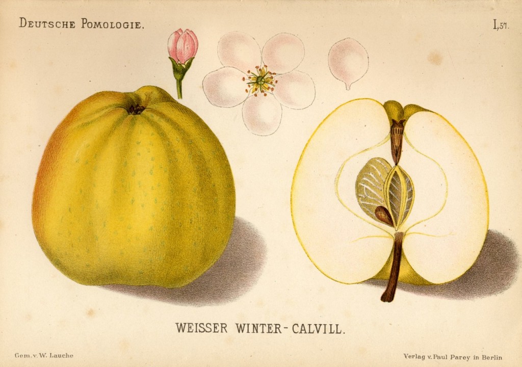 Jabłoń Kalwila Biała – rysunek z książki „Deutsche Pomologie” Wilhelma Lauche z 1882-1883, ze zborów biblioteki Wageningen UR.