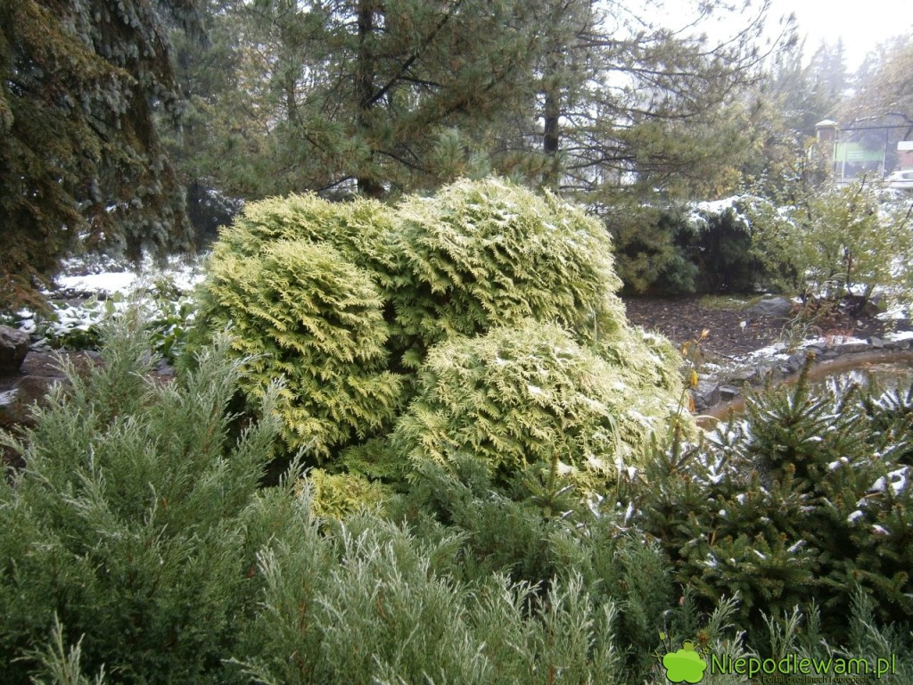 Żywotnik zachodnie bardzo dobrze rosną w polskim klimacie. Na zdjęciu: żywotnik Globosa Aurea. Fot. Niepodlewam