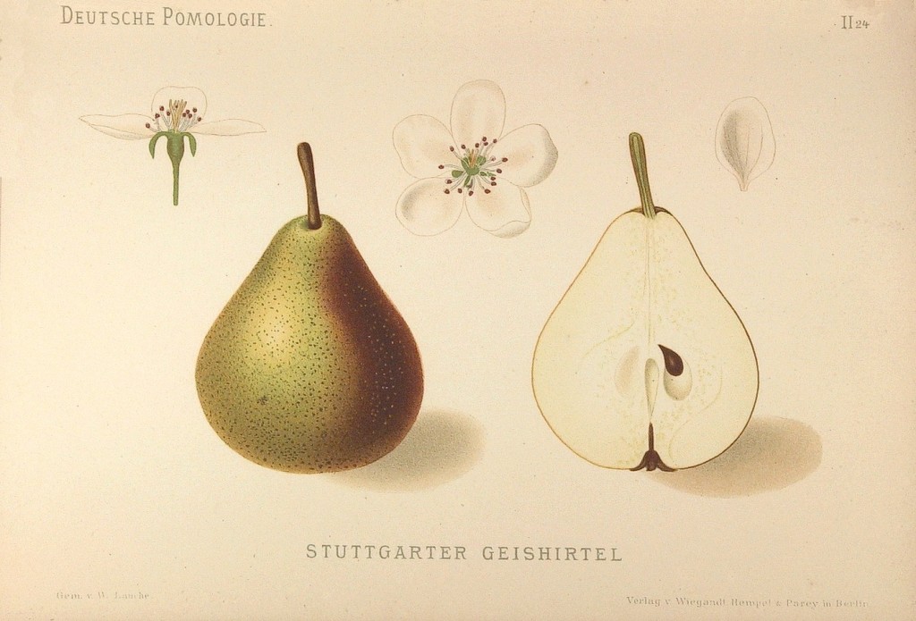 Grusza Cukrówka – rysunek z książki „Deutsche Pomologie” Wilhelma Lauche z 1882-1883, ze zborów biblioteki Wageningen UR. W Polsce jest znana także jako Koźlarka, Koźlarka Stuttgarcka i Koźlarka Sztutgarcka.