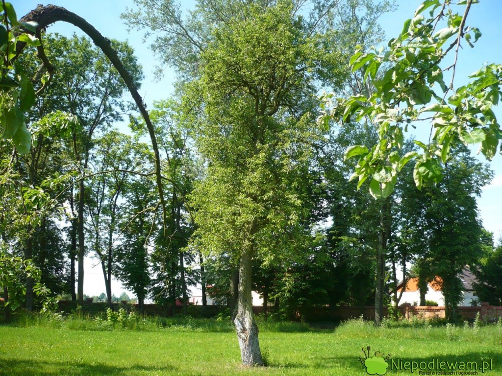 Wszystkie grusze Bera to bardzo stare odmiany. Może je spotkać w dawno założonych sadach, ale dostępne są też młode drzewka. Fot. Niepodlewam