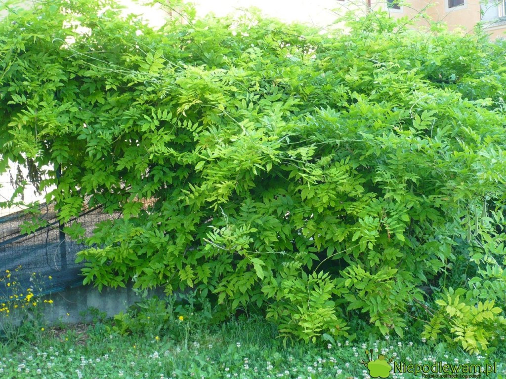 Milin amerykański tworzy ściany zieleni w ogrodzie. Fot. Niepodlewam