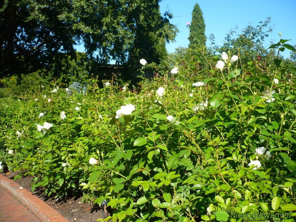 Róże Iceberg, posadzone obok siebie, tworzą piękną rabatę aż do pierwszych mrozów. Fot. Niepodlewam