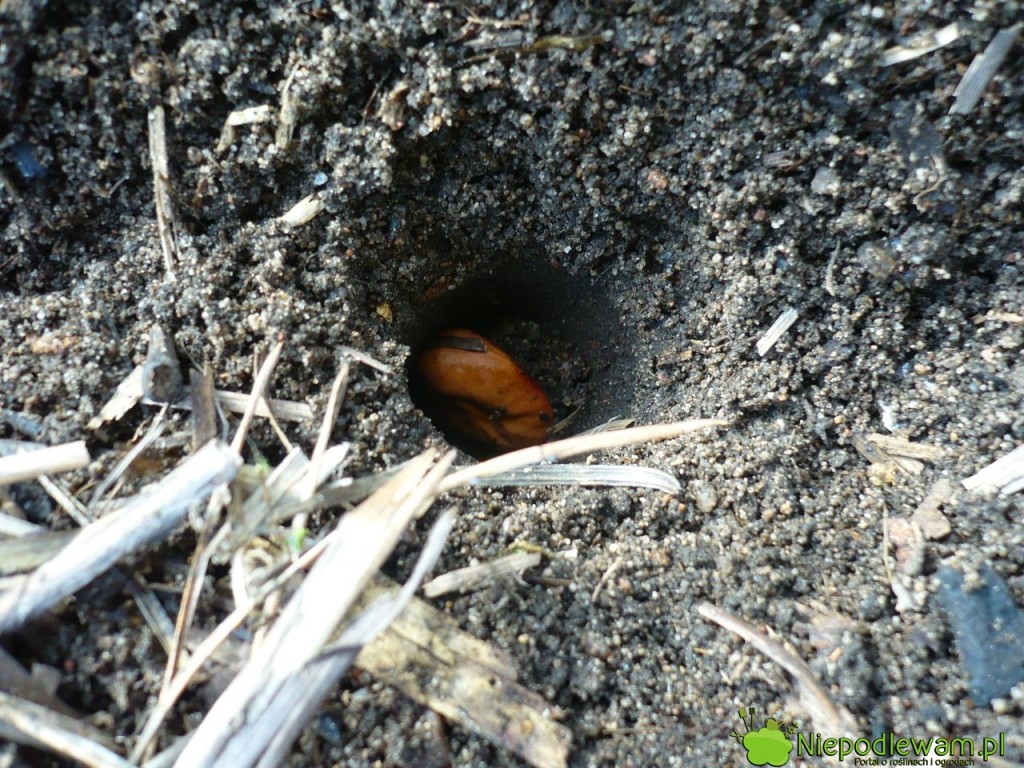 Siew bobu wykonuje się na głębokość około 4 cm. Fot. Niepodlewam