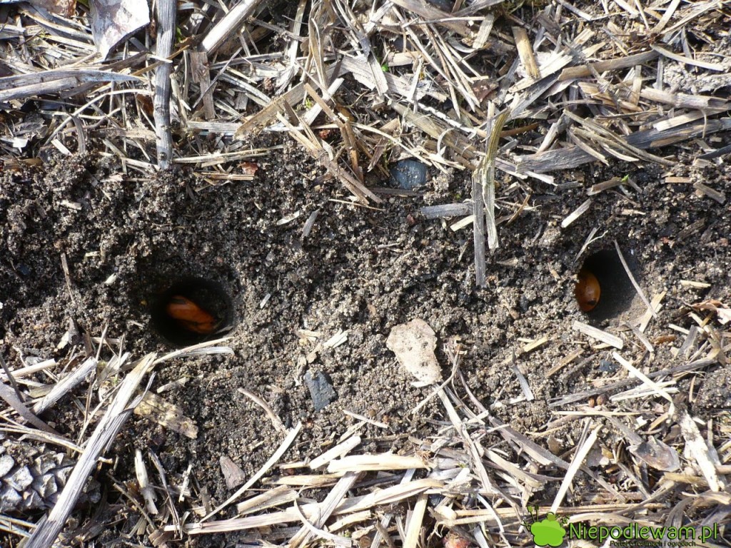 Nasiona bobu sieje się co 10 cm (pojedynczo) lub 20 cm (gniazdowo). Fot. Niepodlewam