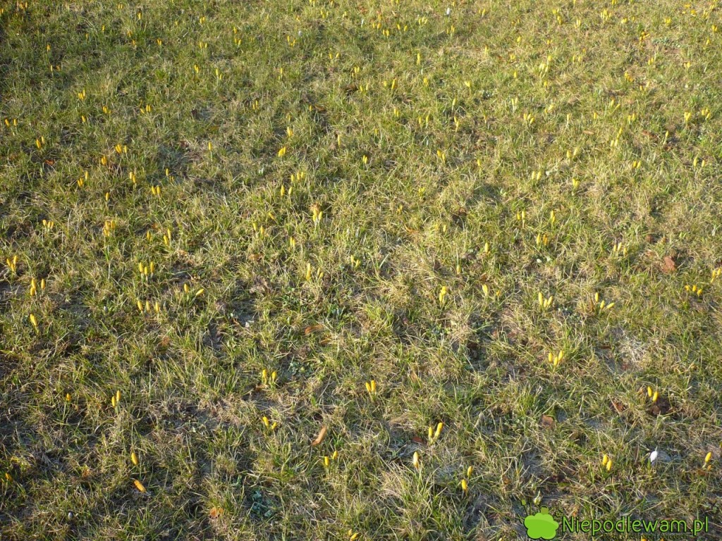 Krokusy zaczynają kwitnąć przed zazielenieniem trawy. Fot. Niepodlewam