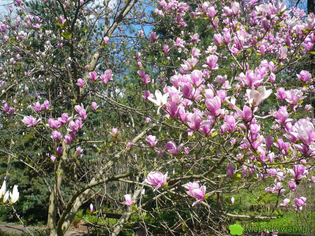 Magnolia Rustica Rubra dorasta do 3-5 metrów. Rośnie wolno. Fot. Niepodlewam