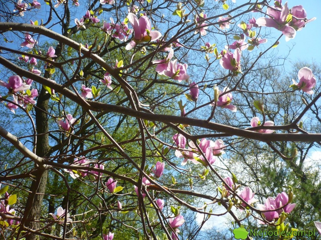 Główne kwitnienie magnolii Soulange`a Rustica Rubra przypada na kwiecień. Fot. Niepodlewam