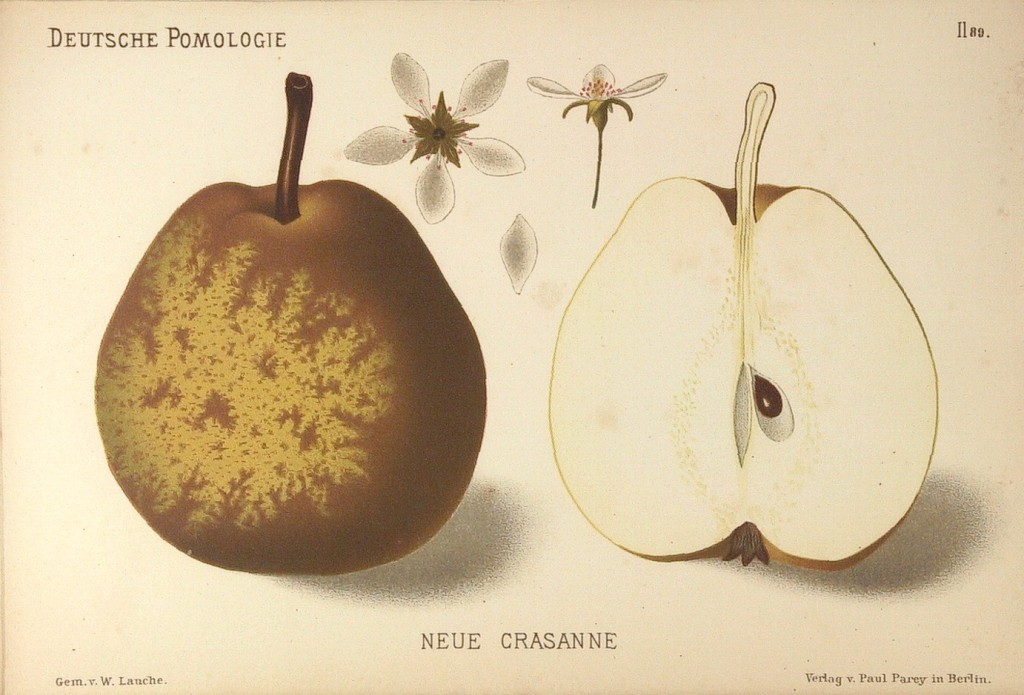 Gruszo-pigwa Krasanka – rysunek z książki „Deutsche Pomologie” Wilhelma Lauche z 1882-1883, ze zborów biblioteki Wageningen UR. To krzyżówka gruszy i pigwy, ale najczęściej mówi się o niej grusza Krasanka. W Polsce jest znana również jako Pasówka Krasanka.