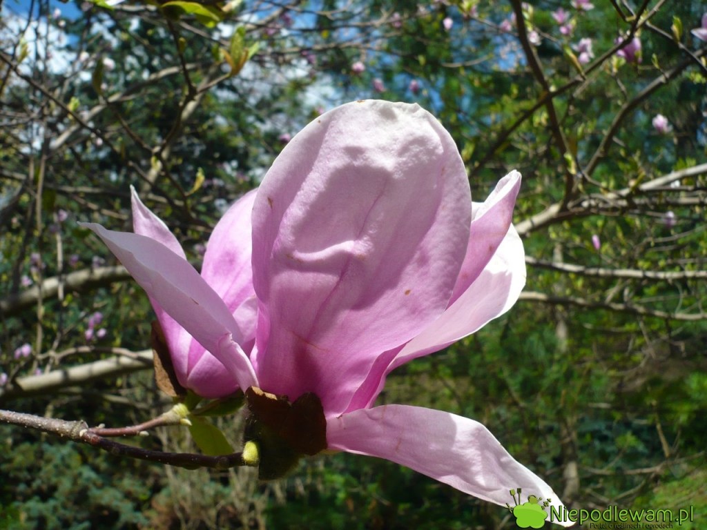 Kwiaty magnolii Rustica Rubra mają charakterystyczny, pękaty kształt. Fot. Niepodlewam