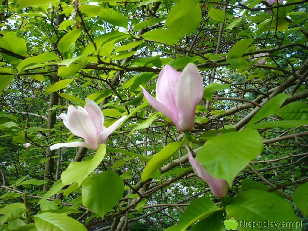 Ostatnie kwiaty magnolii Rustica Rubra pojawiają się około 10 maja, ale są mniejsze i słabiej wybarwione. Fot. Niepodlewam