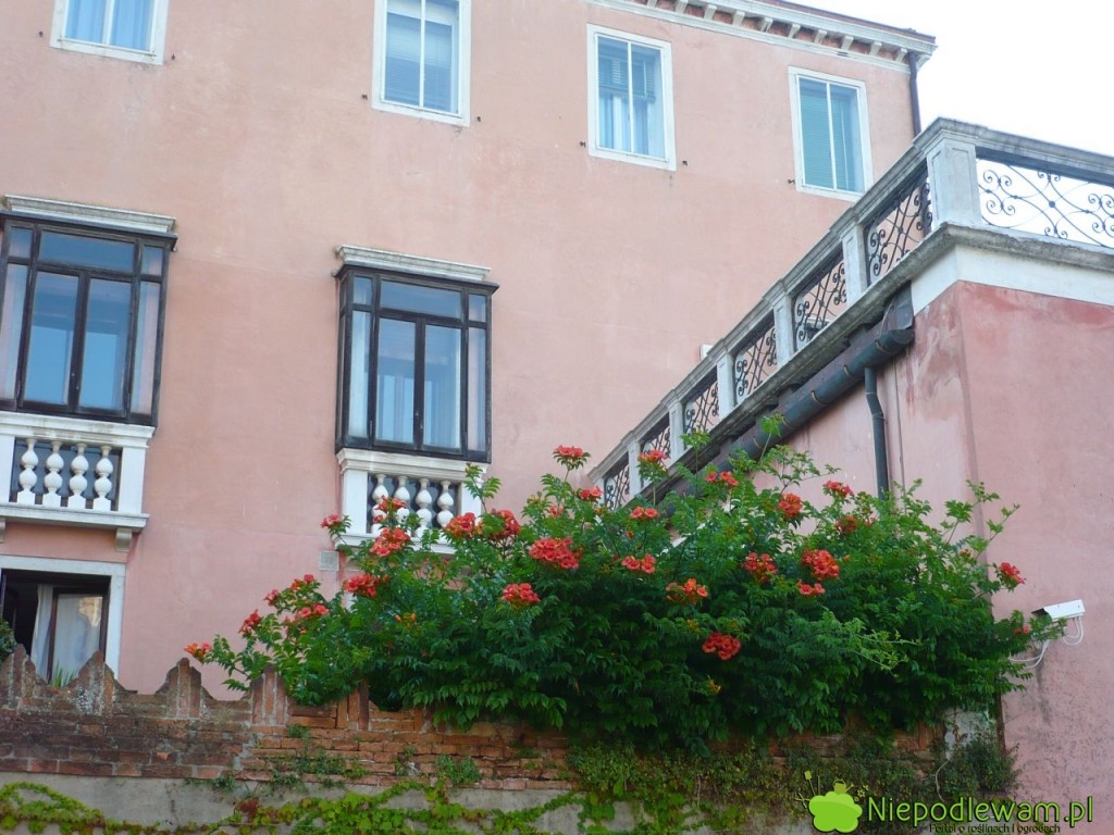 Milin amerykański lubi nagrzewające się ceglane mury. Fot. Niepodlewam