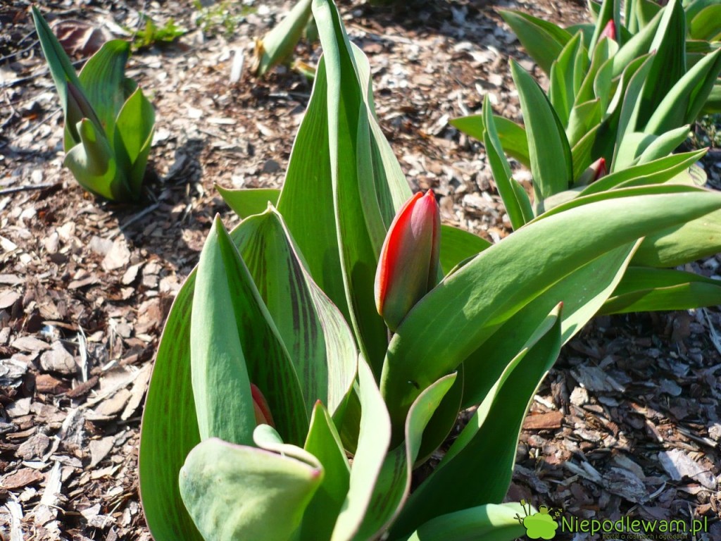 Tulipany Showwinner ściółkowane korą. Fot. Niepodlewam