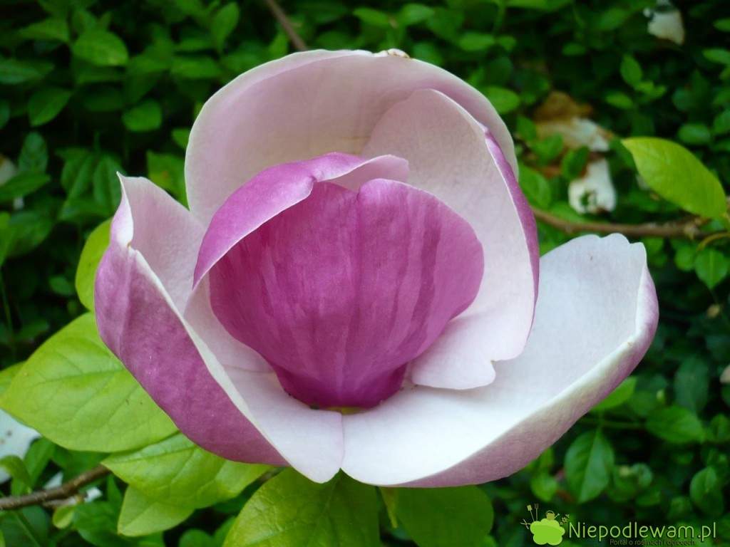 Kwiaty magnolii Soulange`a Lennei są białe w środku i fioletowe z zewnątrz. Ładnie, średnio mocno pachną. Fot. Niepodlewam