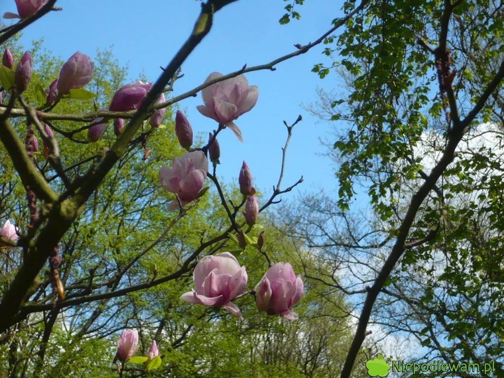 Magnolia Soulange`a Lennei na początku kwitnienia. Fot. Niepodlewam
