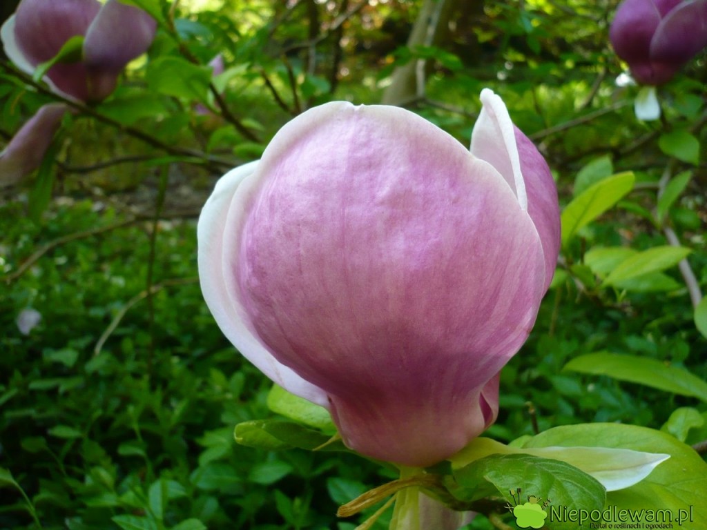 Pękaty kształt to cecha charakterystyczna magnolii Soulange`a Lennei. Fot. Niepodlewam