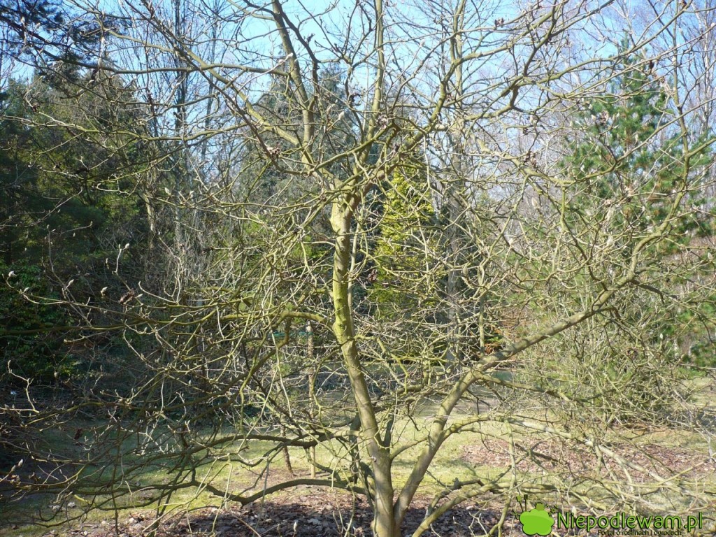 Magnolia Soulange`a Lennei rośnie wolno. Jest rozłożysta. Fot. Niepodlewam