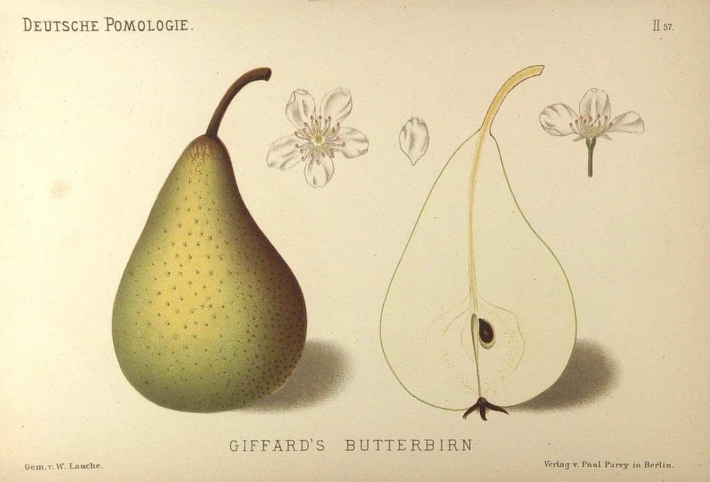 Grusza Żyfardka – rysunek z książki „Deutsche Pomologie” Wilhelma Lauche z 1882-1883, ze zborów biblioteki Wageningen UR.
