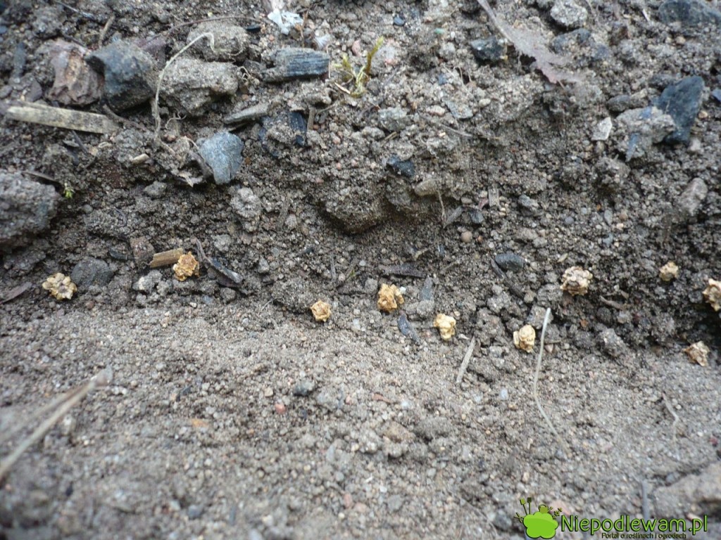 Siew buraka ćwikłowego nie powinien być zbyt gęsty. Stłoczone buraczki częściej atakują choroby grzybowe. Fot. Niepodlewam