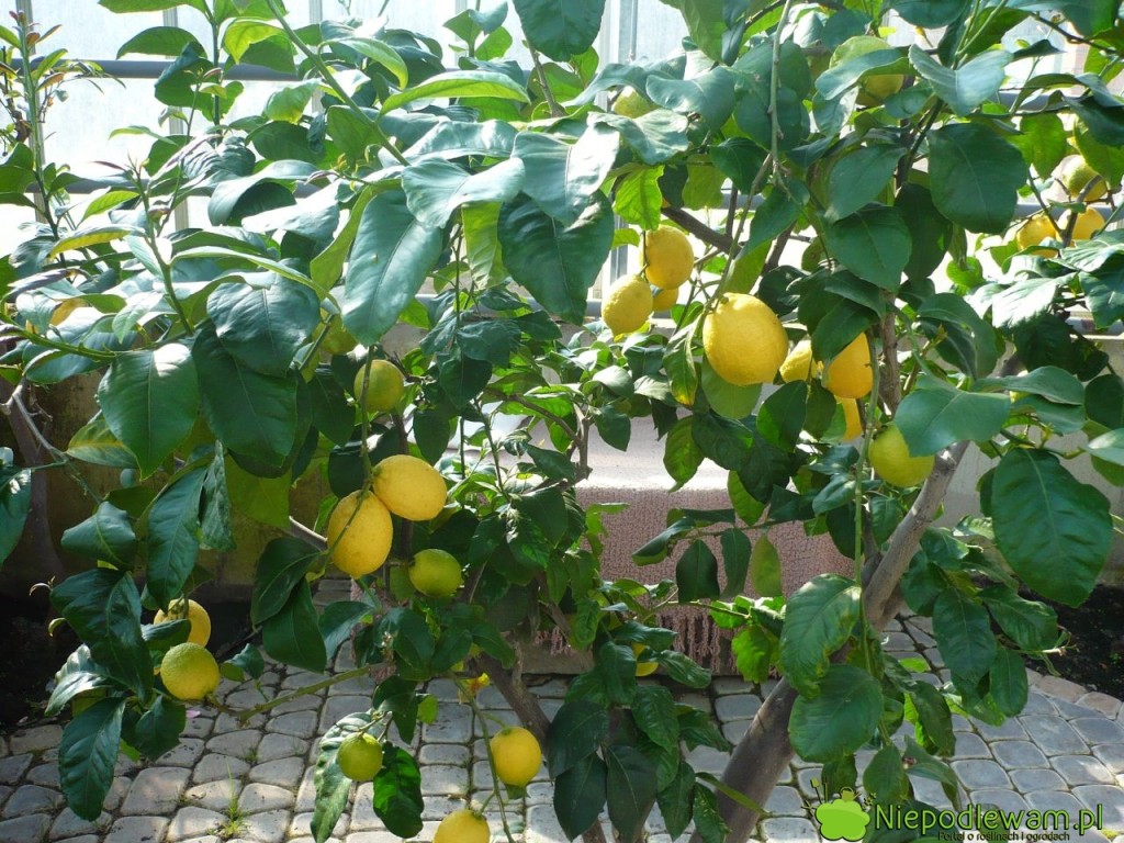 Cytryna zwyczajna Villafranca uprawiana w oranżerii. Fot. Niepodlewam