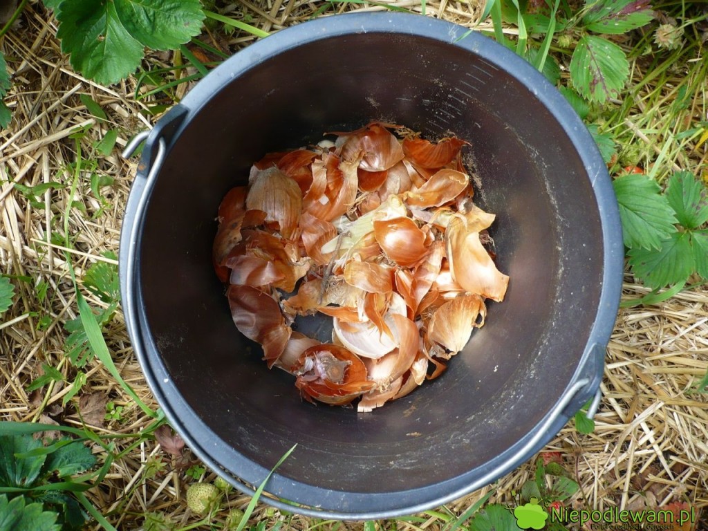 Gdy truskawki kończą owocowanie, warto nastawić gnojówkę z cebuli. Przyda się do podlewania po skoszeniu liści truskawek. Fot. Niepodlewam
