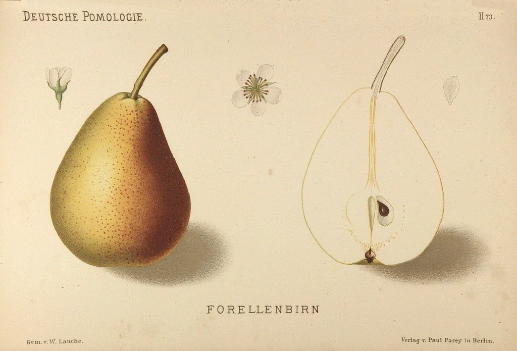 Grusza Pstrągówka – rysunek z książki „Deutsche Pomologie” Wilhelma Lauche z 1882-1883, ze zborów biblioteki Wageningen UR.