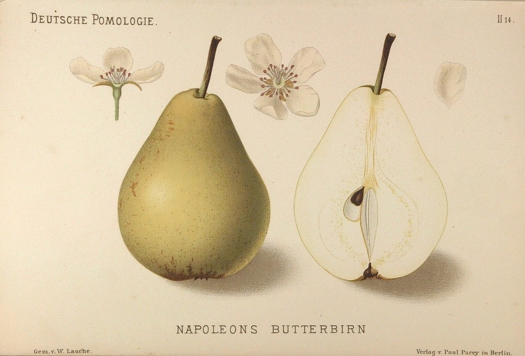 Grusza Napoleonka – rysunek z książki „Deutsche Pomologie” Wilhelma Lauche z 1882-1883, ze zborów biblioteki Wageningen UR. W Polsce jest znana także jako Bera Napoleona, Bre Napoleona, Napoleńska, Maślaczka Napoleona, Masłówka Napoleona.