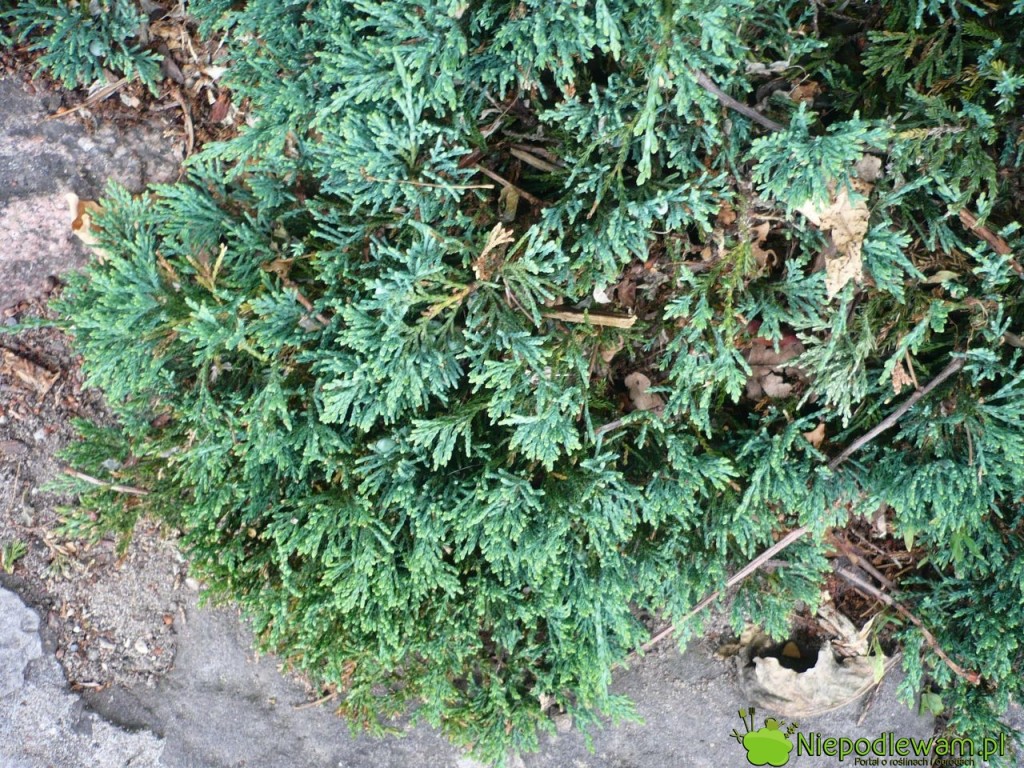 Łuski jałowca płożącego Glauca. Fot. Niepodlewam