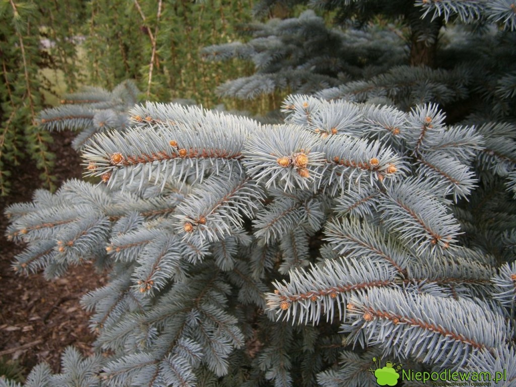 Igły świerka kłującego Białobok. Fot. Niepodlewam