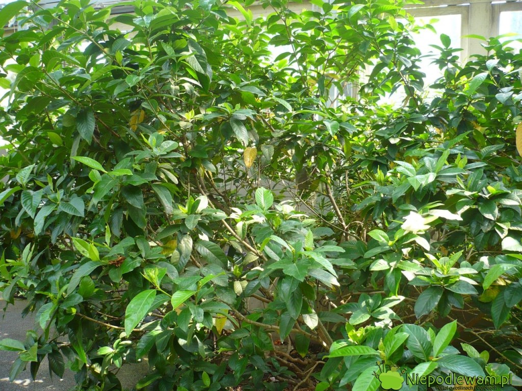 Gardenia rośnie dobrze tylko w kwaśnej ziemi. Fot. Niepodlewam
