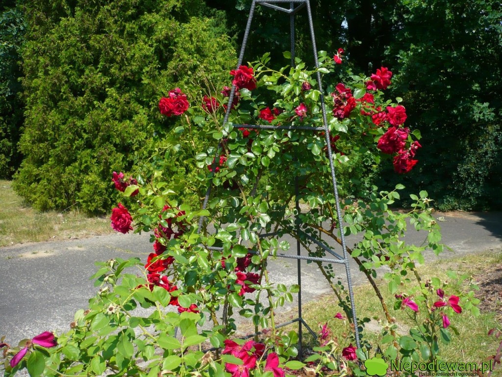 Różna Sympathie to pnąca odmiana o dużych, czerwonych kwiatach. Ten okaz rośnie w Ogrodzie Botanicznym w Powsinie. Fot. Niepodlewam