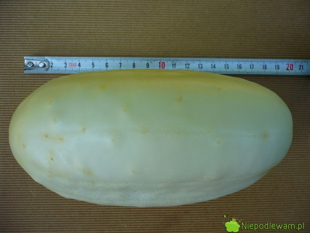 Białe ogórki White Wonder dorastają do 20 cm. Fot. Niepodlewam