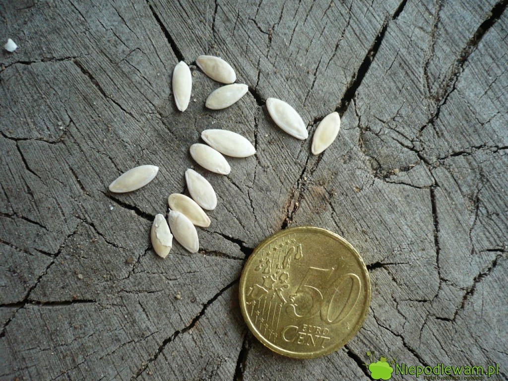 Nasiona białego ogórka White Wonder. Fot. Niepodlewam