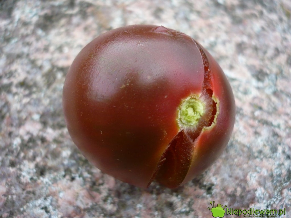 Pęknięty pomidor Black Cherry. Fot. Niepodlewam