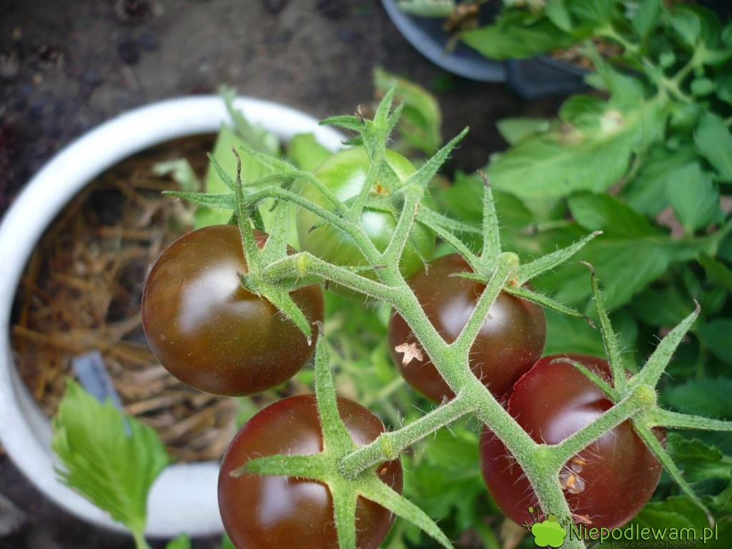 Pomidor Black Cherry w donicy. Fot. Niepodlewam