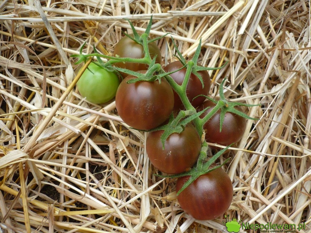 Pomidor Black Cherry to odmiana koktajlowa. W gronie jest zwykle po 5-7 owoców. Fot. Niepodlewam