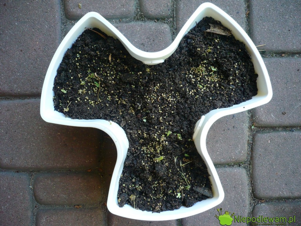 Nasiona roszponki są wielkości ziaren maku. Fot. Niepodlewam