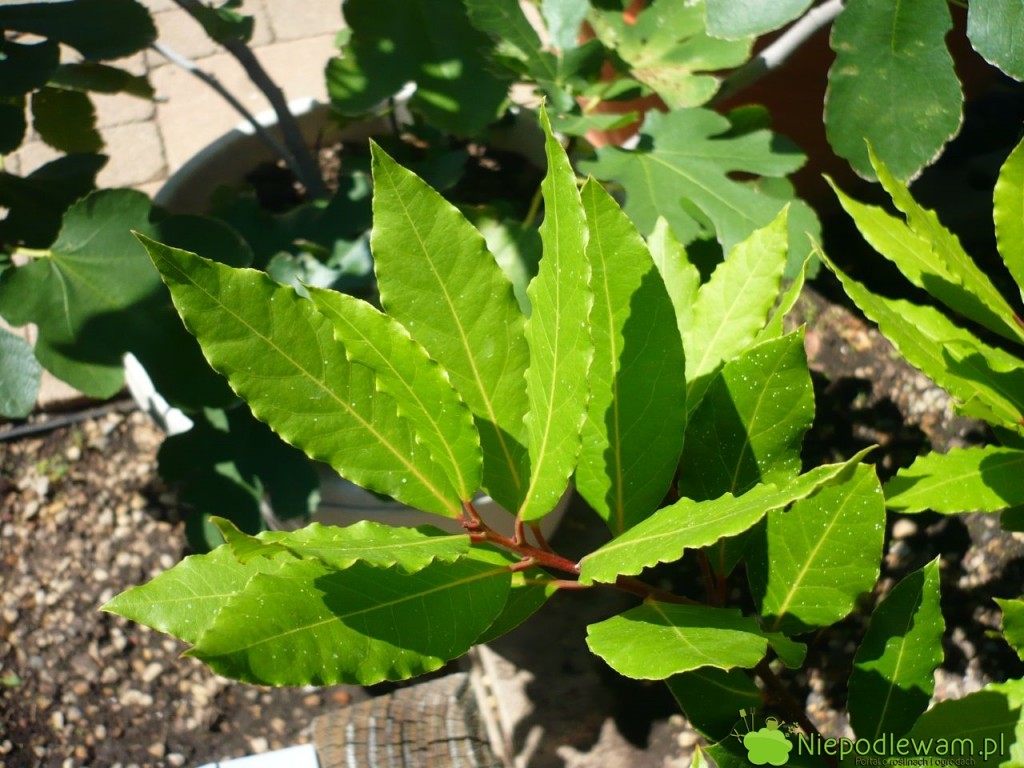 Liście laurowe są aromatyczną przyprawą. Fot. Niepodlewam