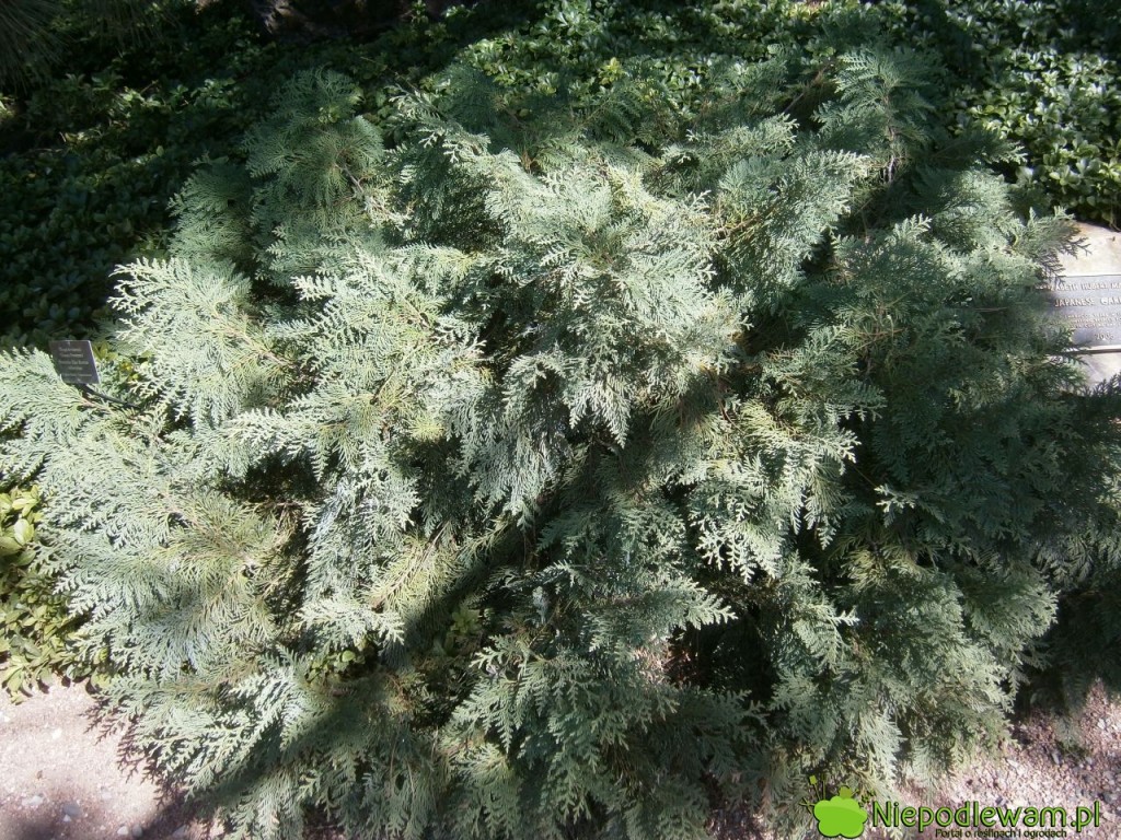 Żywotnik koreański. Na zdjęciu: odmiana Glauca Prostata. Fot. Niepodlewam