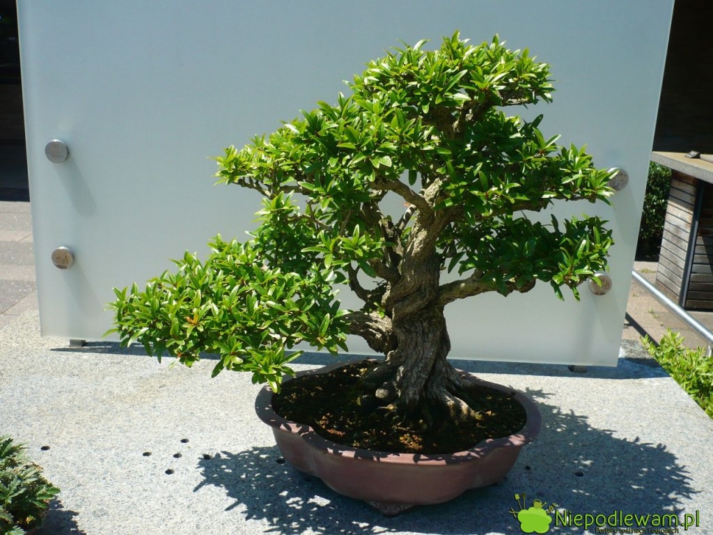 Bonsai z granatu w stylu dowolnym (jiyuka). Fot. Niepodlewam