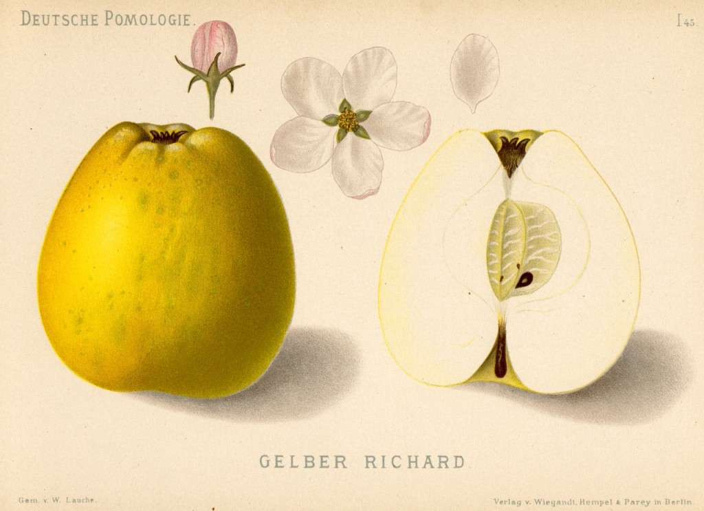 Jabłoń Żółty Ryszard – rysunek z książki „Deutsche Pomologie” Wilhelma Lauche z 1882-1883, ze zborów biblioteki Wageningen UR. W Polsce jest też nazywana Ryszardówka.
